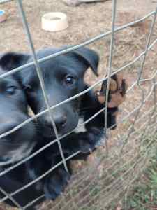 Kelpie Pup - Pure bred male AVAILABLE NOW