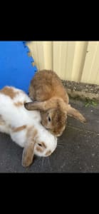Gorgeous mini lop rabbits, brothers, 1 year old