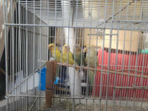4 New pallid lovebirds & orange waxbill finches 