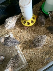 Male quails free