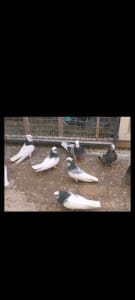 Irani , iraqi and pakistani pigeons 