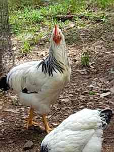 Light Sussex Roosters - Two available