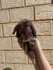 Chocolate Mini Lop Rabbit - Kalgoorlie