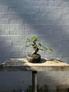 Bonsai Ficus $100