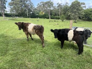 Miniature Belted Galloway Steers