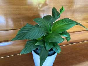 Indoor and Outdoor Plants $6 to $7