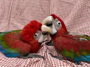 Wanted: Macaw greenwings or scarlet 