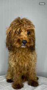 SPECIAL female cavoodle this week only