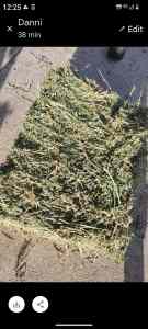 Lucerne hay heavy bales horse quality 