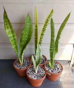 4 x Sansevieria (Snake Plants) in Terracotta Pots. Indoor Plants 