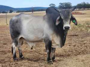 Grey Brahman bull