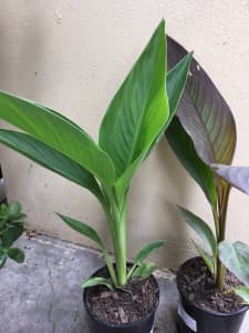 Canna lily for sale good for decorating your garden 