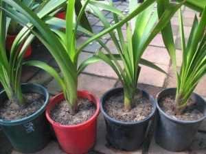 Cheap clivia plants