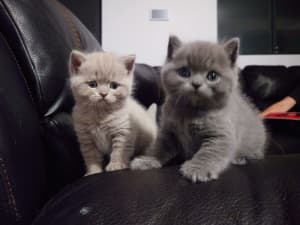 Purebred British Shorthair kittens available to loving homes