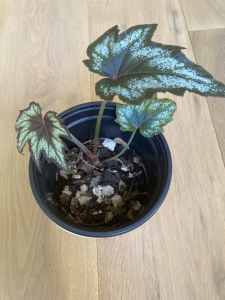Little brother Montgomery begonia 12cm pot