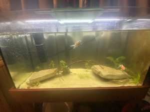 3 ft fish tank MORE