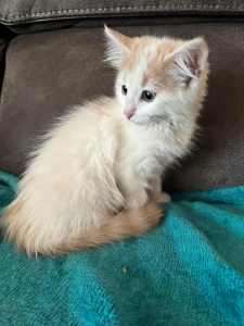 Aurora rescue kitten NC1404 vetwork included!