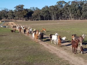 Kalahari and Kalhari/boer goats for sale Closing down farm