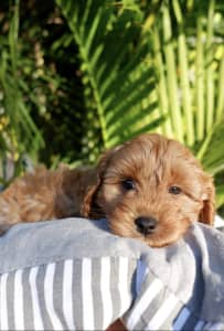 First generation female Cavoodle puppy 
