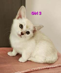 Burmese X British shorthair kittens 