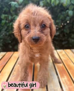 Absolutley stunning toy cavoodles