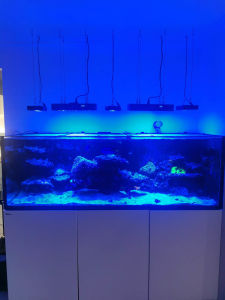 Marine aquarium full set up