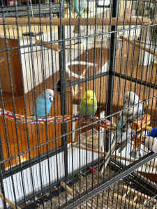 Budgerigars for Sale