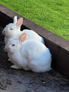 Two healthy white male rabbit for sale