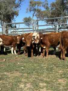 Simmental weaners