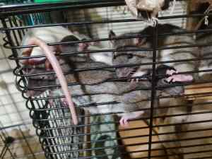Hand-reared baby rats - male - Liverpool area 