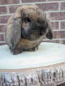Sooty fawn male buck mini Lop purebred bunny rabbit 