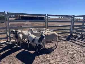 Aussie white x dorper ewes ram shedding sheep