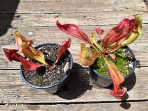 Sarracenia purpurea - Carnivorous Pitcher Plant 