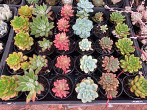 Succulents and Cactus - Over 70 varieties to choose from