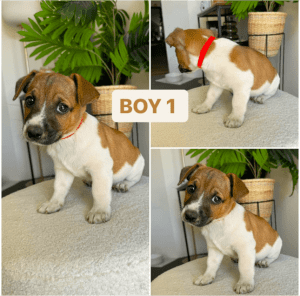 Purebred Jack Russell Puppies 1 MALE LEFT