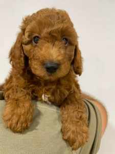 F1B Toy Cavoodle Puppies, DNA Clear