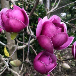1.9m Beautiful Black Tulip Magnolia Decidous Tree in 330mm pot