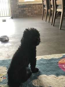 Purebred Black Toy Poodle