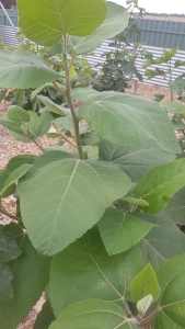 Rare fig trees avail near Elizabeth