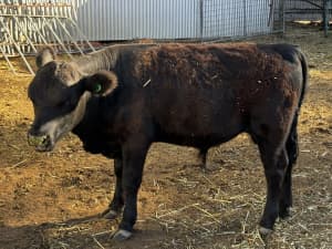 Australian Lowline Angus Bully calf
