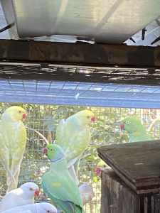 Breeding Pair of Green Indian Ringnecks Available