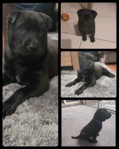 Last of the litter Sharpei X (Please read the whole ad before contact)