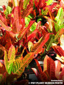 SHADE & INDOOR PLANTS other GREAT PLANTS - BEST PRICES and VARIETY