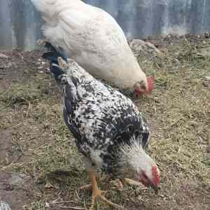 Roosters.. 3 months old location Cobden can arrange pick up in Hamilto