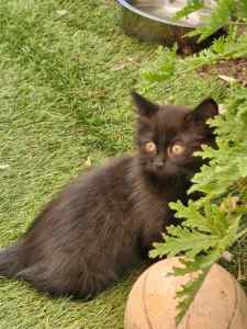 Kitten for Sale Beautiful Black