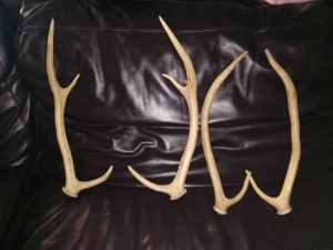 2 sets of dear antlers 