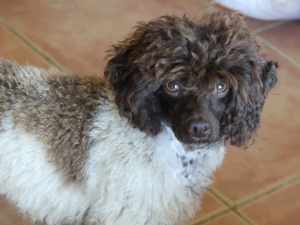 Toy Poodle Female 2 years DNA tested