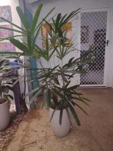 Raphis palm for sale 