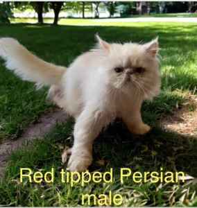 Persian and Exotic kittens