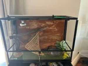 Pigmy Bearded Dragon Cabinet and Accessories